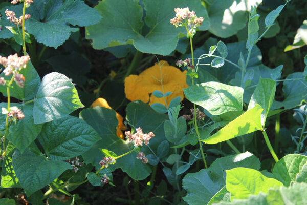 Cover crops 3